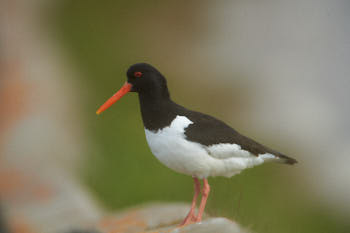 Oiseaux de mer<br>NIKON D4, 850 mm, 1000 ISO,  1/2500 sec,  f : 6.7 